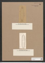 Navicula andersonii Cleve. (de-Toni-Nr.: Genus 1, Species 24) Zeichnungen Sammlung Grunow Nr. 62 (NHMW-BOT-W0366256)